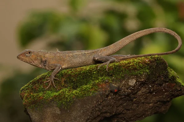 Oriental Garden Lizard Sunbathing Reptile Has Scientific Name Calotes Versicolor — Stock Photo, Image