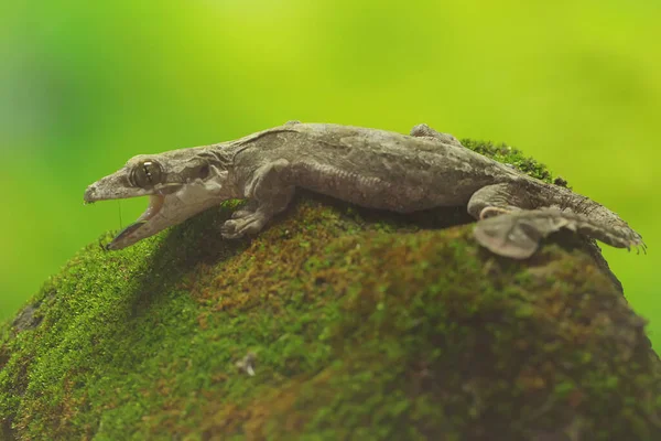 Gecko Volant Kuhl Reposant Dans Buisson Reptile Nom Scientifique Ptychozoon — Photo
