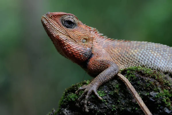 동양의 도마뱀은 일광욕을 것이다 파충류에는 과학적 Calotes Versicolor — 스톡 사진