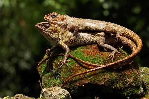 동양의 도마뱀 마리가 일광욕을 파충류에는 과학적 Calotes Versicolor — 스톡 사진