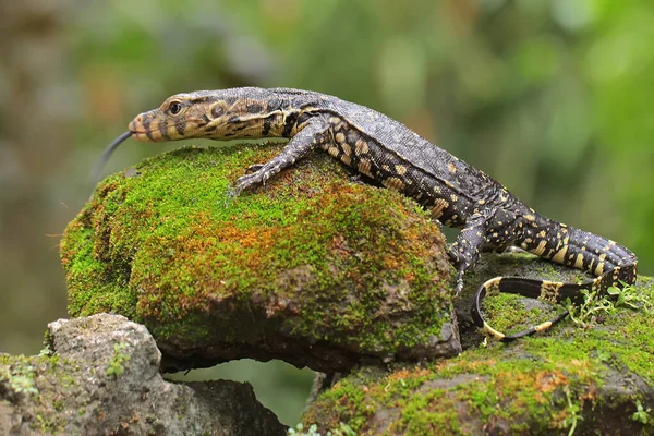 Ящерица Сальватор Varanus Salvator Загорает Перед Приступить Повседневной Деятельности — стоковое фото