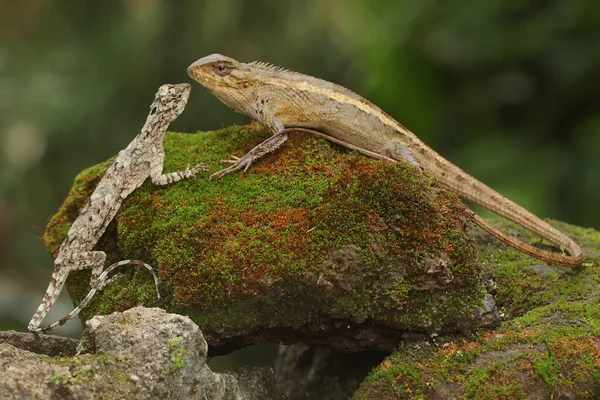 Orientalisk Trädgårdsödla Solar Denna Reptil Har Det Vetenskapliga Namnet Calotes — Stockfoto
