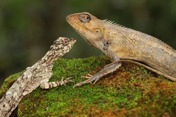 Eine Orientalische Garteneidechse Sonnt Sich Dieses Reptil Trägt Den Wissenschaftlichen — Stockfoto