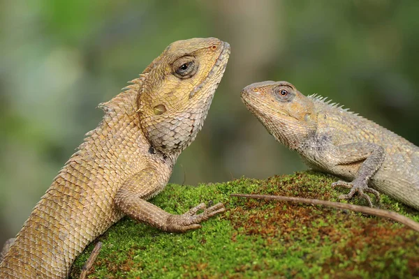 Two oriental garden lizards are sunbathing. This reptile has the scientific name Calotes versicolor.