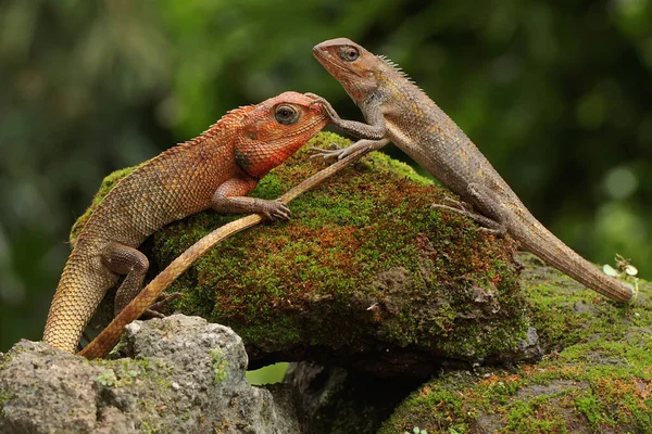 Дві Східні Садові Ящірки Купаються Рептилія Має Наукову Назву Calotes — стокове фото