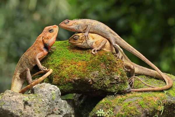 Trois Lézards Jardin Oriental Bronzent Sur Rocher Recouvert Mousse Reptile — Photo