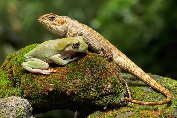 Una Lucertola Del Giardino Orientale Prende Sole Questo Rettile Nome — Foto Stock