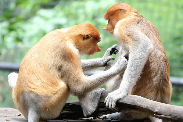 Bekantan Nasalis Larvatus Een Soort Langsnuitaap Met Bruin Haar Deze — Stockfoto