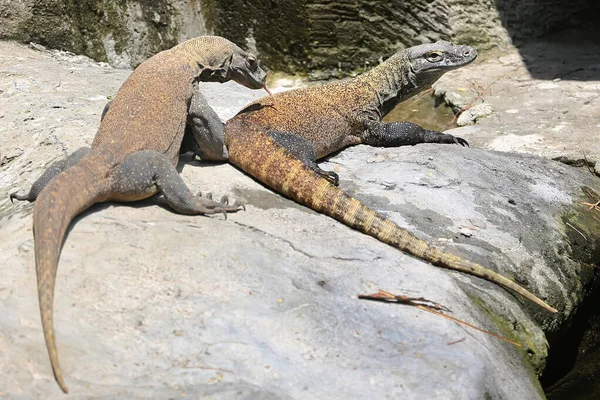 Deux Dragons Komodo Varanus Komodoensis Bronzent — Photo