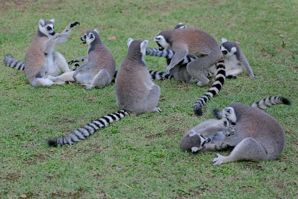 A group of ring tailed lemurs playing together. This mammal with a natural habitat in Madagascar has the scientific name Lemur catta.