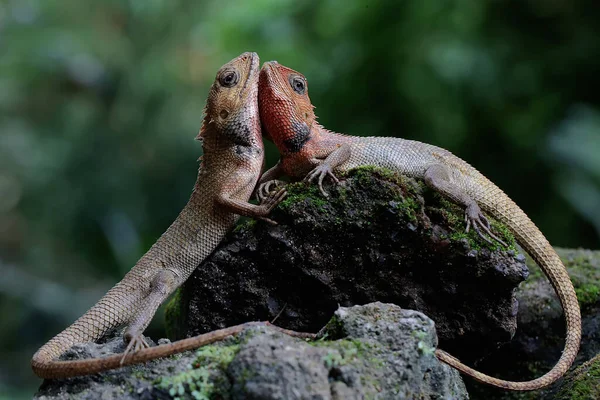 동양의 도마뱀 마리가 일광욕을 파충류에는 과학적 Calotes Versicolor — 스톡 사진