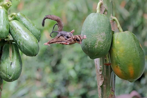 Bir anne şeker planörü iki bebeğini tutarken yiyecek arar..