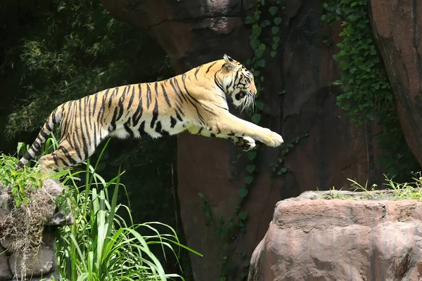Бенгальский Тигр Обнаруживает Следы Добычи — стоковое фото
