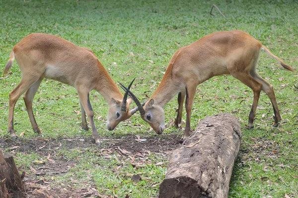 Due Antilopi Combattono Contando Sulla Forza Delle Loro Corna — Foto Stock