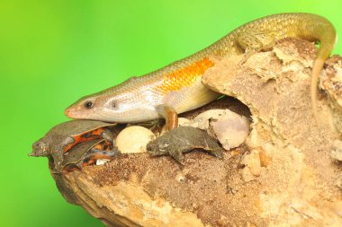 Yetişkin bir güneş lekesi yumurtadan yeni çıkmış yavru bir kaplumbağayı avlamaya hazır. Bu sürüngenin bilimsel adı Mabouya multifasciata.. 