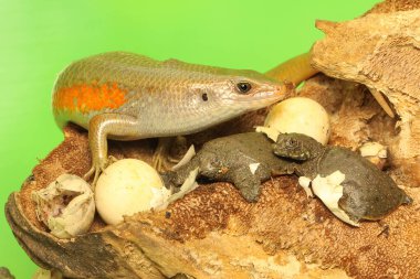 Yetişkin bir güneş lekesi yumurtadan yeni çıkmış yavru bir kaplumbağayı avlamaya hazır. Bu sürüngenin bilimsel adı Mabouya multifasciata.. 