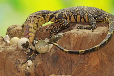 Genç bir kurtarıcı, kertenkele gözlemcisi yumurtalarından yeni çıkmış kaplumbağaları avlamaya hazır. Bu sürüngenin bilimsel bir adı var, Varanus kurtarıcısı.. 