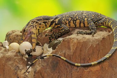 Genç bir kurtarıcı, kertenkele gözlemcisi yumurtalarından yeni çıkmış kaplumbağaları avlamaya hazır. Bu sürüngenin bilimsel bir adı var, Varanus kurtarıcısı.. 