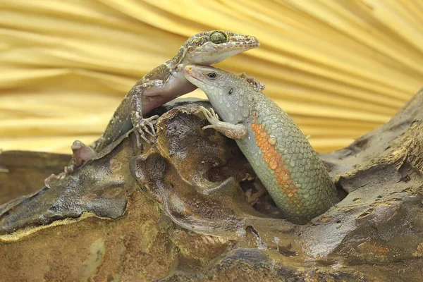Scinque Commun Adulte Prend Bain Soleil Avec Gecko Avant Commencer — Photo
