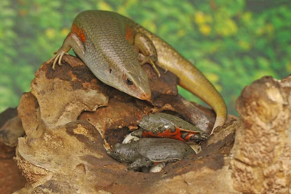Adult Common Sun Skink Ready Prey Baby Turtle Has Just — Stock Photo, Image