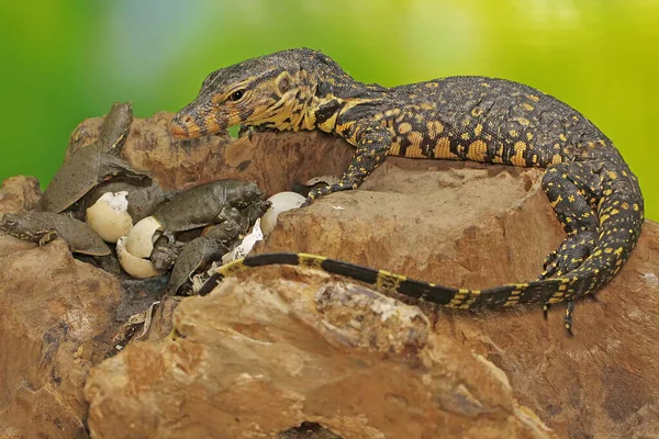Young Salvator Monitor Lizard Ready Prey Turtles Have Just Hatched — Stock Photo, Image