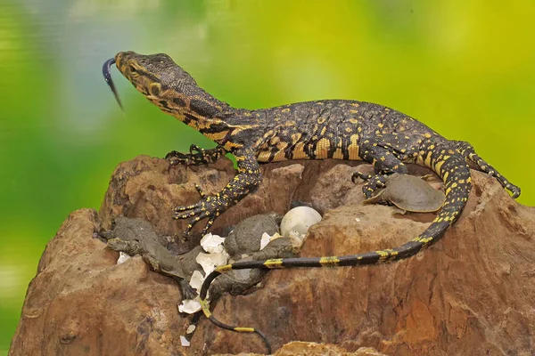 Young Salvator Monitor Lizard Ready Prey Turtles Have Just Hatched — Stock Photo, Image