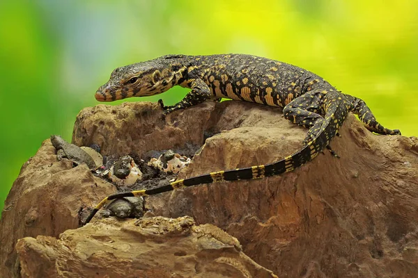 Jeune Sauveteur Surveille Les Lézards Est Prêt Attaquer Aux Tortues — Photo