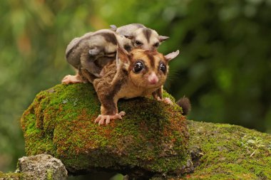 Bir anne şeker planörü iki bebeğini tutarken yiyecek arar..