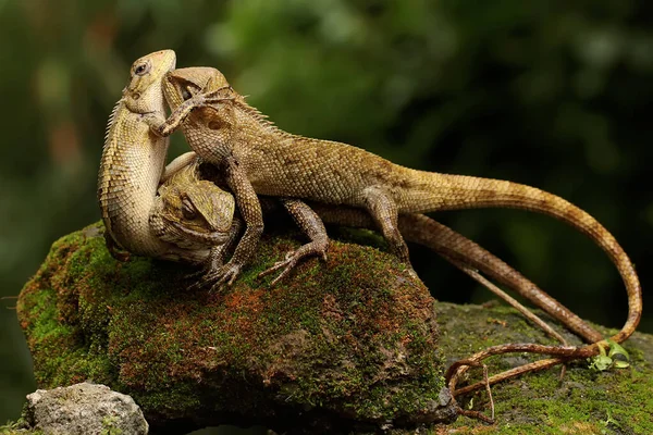Trois Lézards Jardin Oriental Bronzent Sur Rocher Recouvert Mousse Reptile — Photo