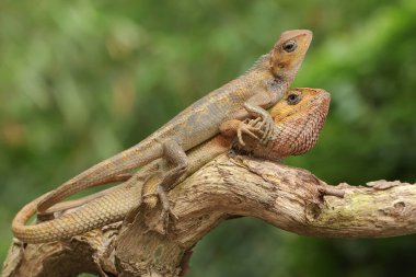 İki oryantal bahçe kertenkelesi yosun kaplı bir kayanın üzerinde güneşleniyor. Bu sürüngenin bilimsel adı Calotes versicolor. 