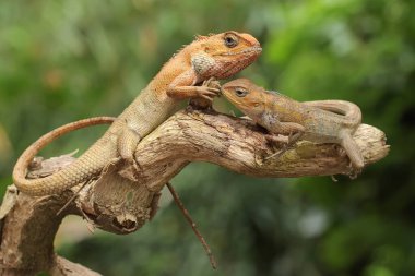 İki oryantal bahçe kertenkelesi yosun kaplı bir kayanın üzerinde güneşleniyor. Bu sürüngenin bilimsel adı Calotes versicolor. 