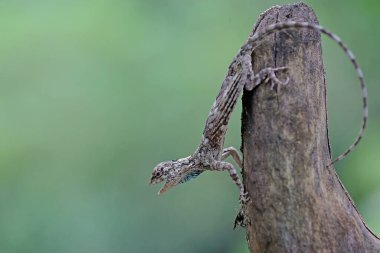 Uçan bir ejderha (Draco volans) günlük aktivitelerine başlamadan önce güneşleniyor. 