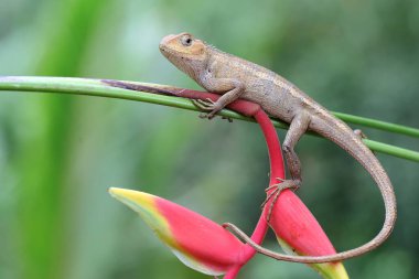 Doğulu bir bahçe kertenkelesi kır çiçeğinin üzerinde güneşleniyor. Bu sürüngenin bilimsel adı Calotes versicolor. 