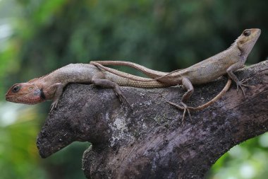 İki oryantal bahçe kertenkelesi güneşleniyor. Bu sürüngenin bilimsel adı Calotes versicolor. 
