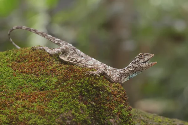 Uçan Bir Ejderha Draco Volans Günlük Aktivitelerine Başlamadan Önce Güneşleniyor — Stok fotoğraf