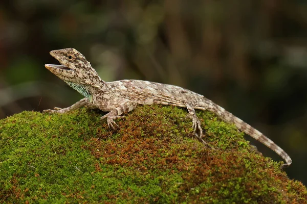 Flygande Drake Draco Volaner Solar Innan Den Börjar Sin Dagliga — Stockfoto