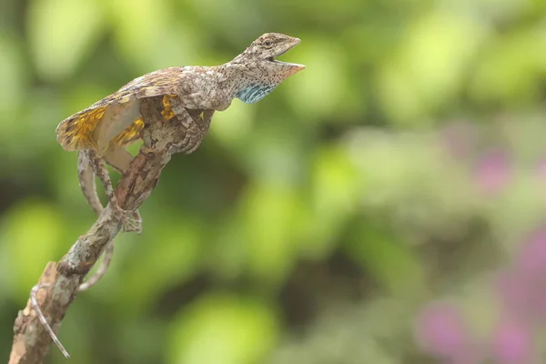 Dragon Volant Draco Volans Prend Bain Soleil Avant Commencer Ses — Photo