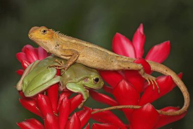 Doğulu bir bahçe kertenkelesi kır çiçeğinin üzerinde güneşleniyor. Bu sürüngenin bilimsel adı Calotes versicolor. 