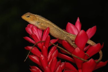 Doğulu bir bahçe kertenkelesi kır çiçeğinin üzerinde güneşleniyor. Bu sürüngenin bilimsel adı Calotes versicolor. 