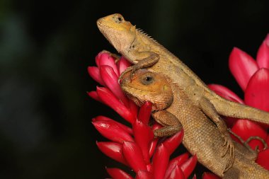 İki oryantal bahçe kertenkelesi güneşleniyor. Bu sürüngenin bilimsel adı Calotes versicolor. 