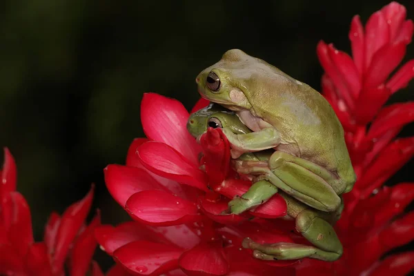 Dvě Zavalité Žáby Litoria Caerulea Odpočívající Divokém Květu — Stock fotografie