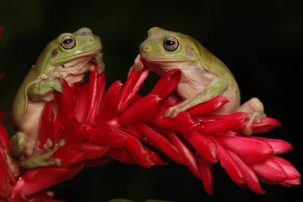 Dwie Smukłe Żaby Litoria Caerulea Spoczywające Dzikim Kwiatku — Zdjęcie stockowe