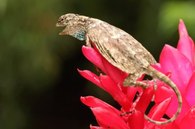 Uçan bir ejderha (Draco volans) günlük aktivitelerine başlamadan önce güneşleniyor. 