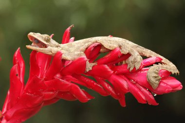 Kuhl 'un uçan kertenkelesi dinleniyor. Bu sürüngenin bilimsel adı Ptychozoon kuhli.. 