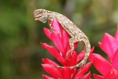 Uçan bir ejderha (Draco volans) günlük aktivitelerine başlamadan önce güneşleniyor. 