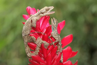 Doğulu bir bahçe kertenkelesi kır çiçekleriyle Draco Volanları ile güneşleniyor. Bu sürüngenin bilimsel adı Calotes versicolor. 