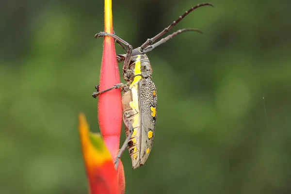 Long Horned Beetle Looking Food Bushes Insect Has Scientific Name — Stock Photo, Image