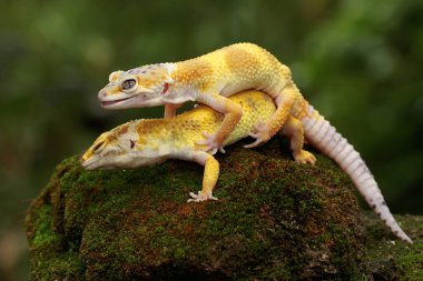 İki leopar kertenkelesi güneşleniyor. Çekici renklere sahip sürüngenlerin bilimsel adı Eublepharis macularius 'dur.. 