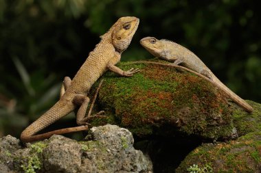 İki oryantal bahçe kertenkelesi güneşleniyor. Bu sürüngenin bilimsel adı Calotes versicolor. 