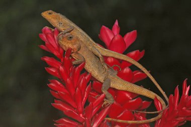 İki oryantal bahçe kertenkelesi güneşleniyor. Bu sürüngenin bilimsel adı Calotes versicolor. 